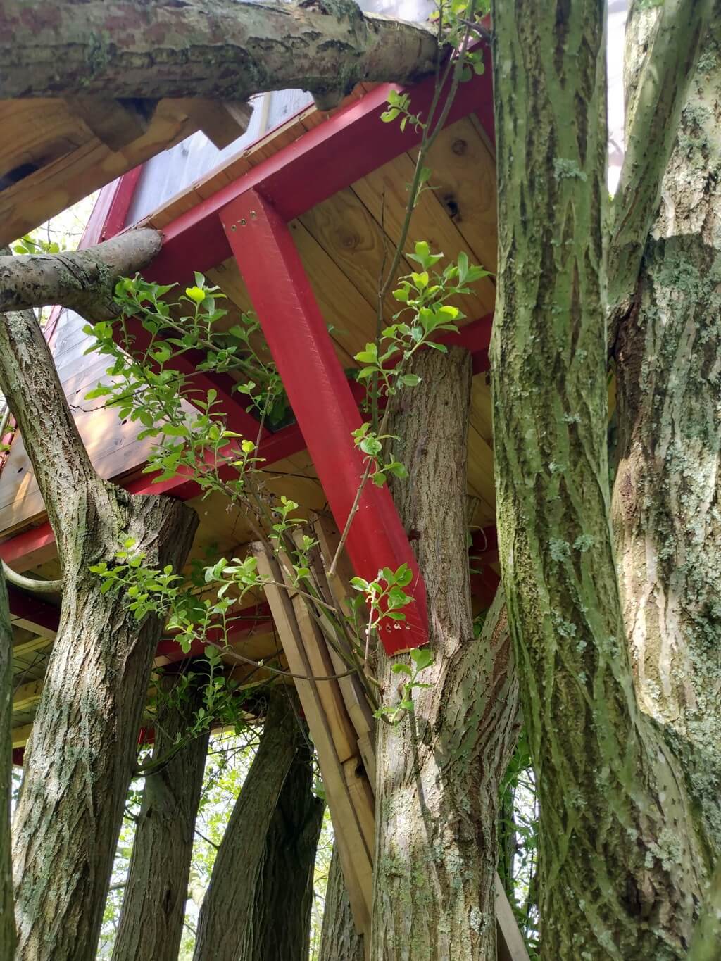 image of beam at 45 degrees to the treetrunk supporting the treehouse