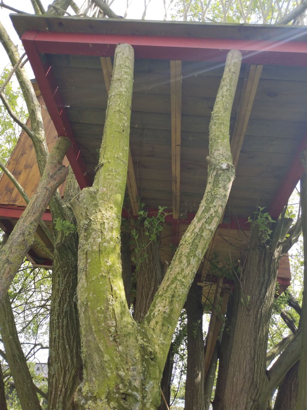 Image of pillars supporting treehouse